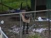 Marsupial tail leads to downfall of greyhound trainer