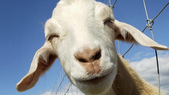 A pair of brothers involved in a goat rearing business have been charged with swindling an elderly couple out of their retirement savings. Picture: Andy Drewitt