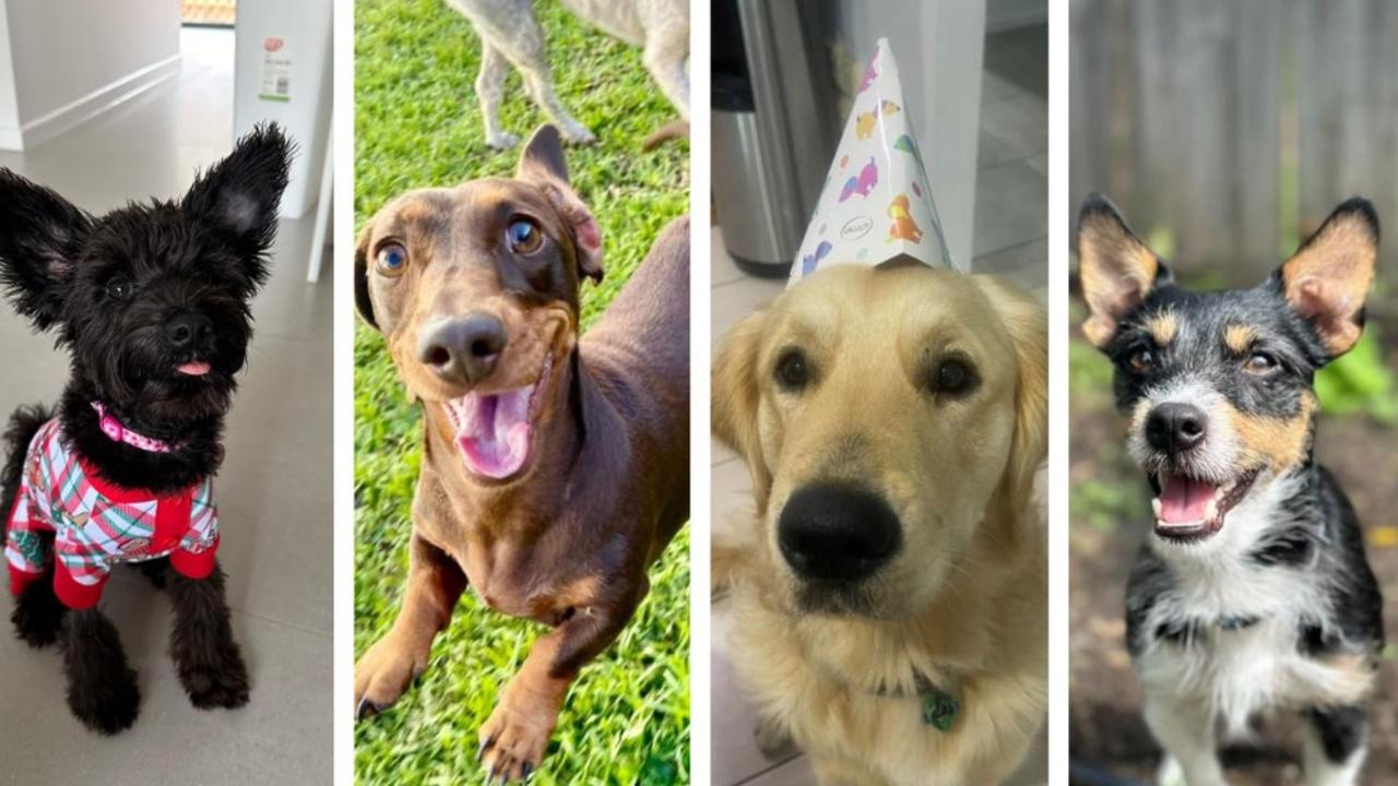 Voting has opened to find out who will be crowned FNQ's cutest dog, 2025.