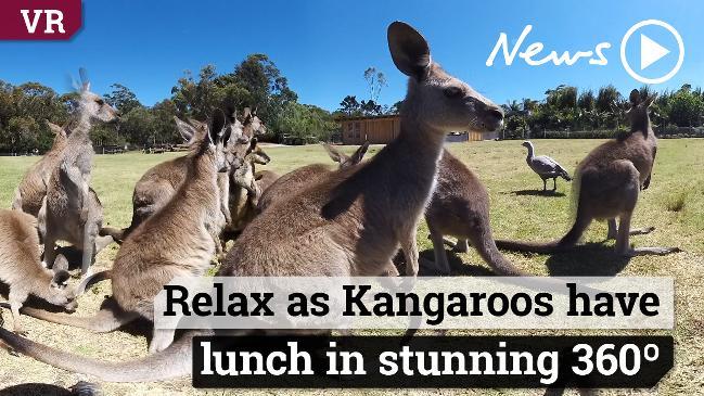 Kangaroos snack in this 360 degree video