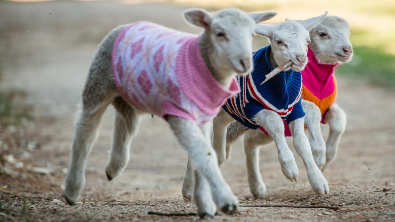 Sheep on sale wearing sweaters