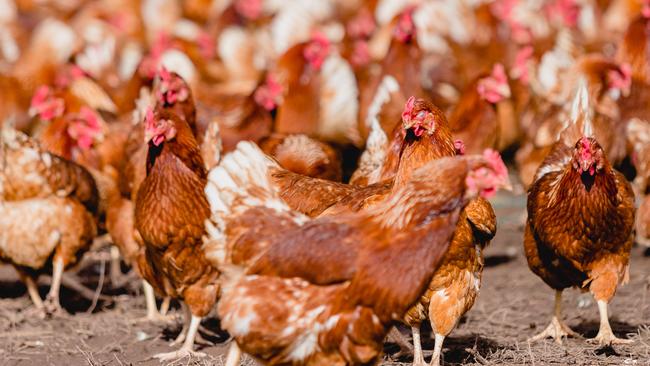 Egg producers will have to bear the bulk of avian influenza outbreak costs, as the chicken meat sector withdraws support.