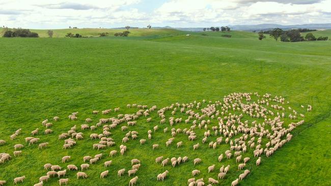 The Satchell family’s Holbrook property, Yambla Station is on the market, at a reduced size of 1336ha.