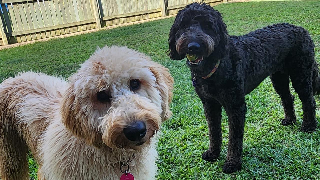 Poppi and Tilli: Angela William's Golden 3 year old (Poppi) and Black 27 week old (Tilli) Groodles