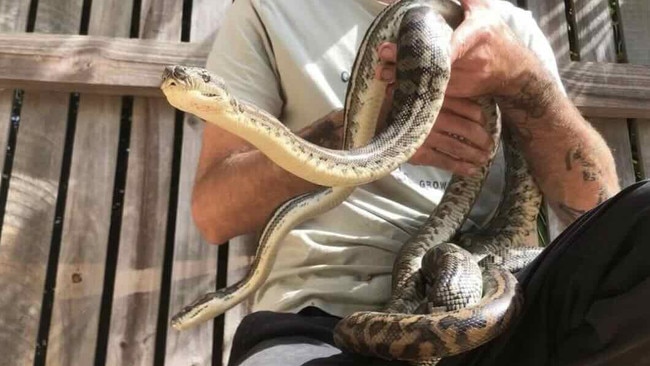 Snake catcher of six years, seen holding a carpet python, which is one of the snakes most frequently he catches. Picture: Supplied.