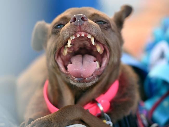 The pet pot products could treat an array of health problems, including pain, appetite, mood, as well as inflammation and behavioural issues, according to researchers. Picture: AFP