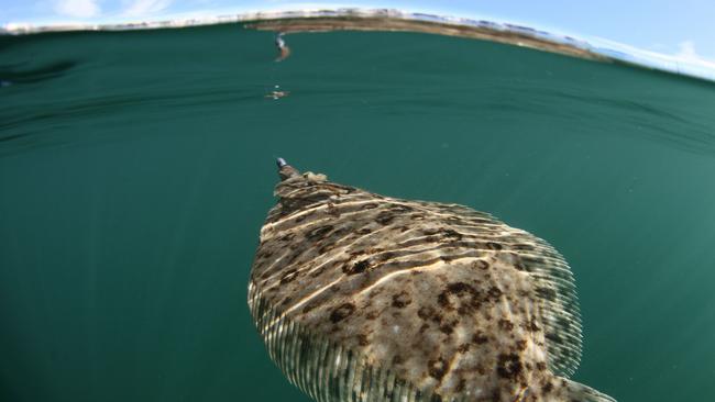 <s1>A row over flounder fishing threatens the conservation of marine species along the East Coast. </s1>                        <ld pattern=" "/>                        <source>Picture: AL McGLASHAN</source>                                             <source/>