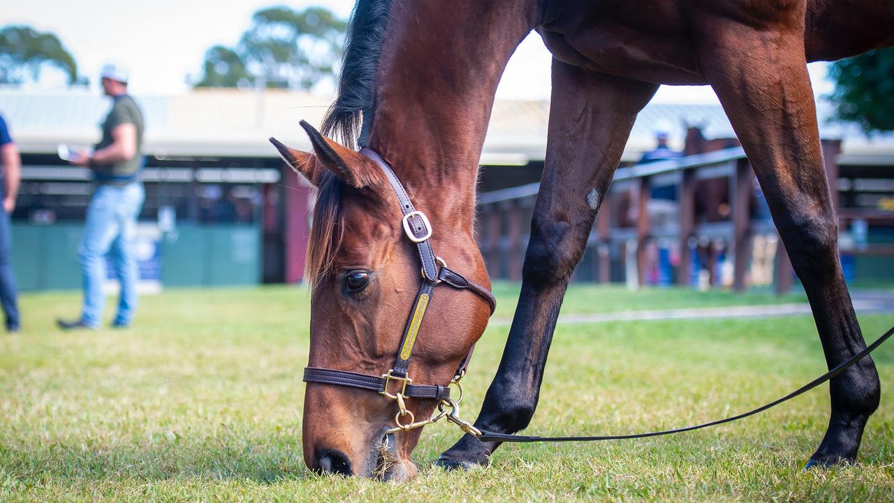 Arcadia Queen on the sales ground at the Magic Millions complex on the Gold Coast. Magic Millions.