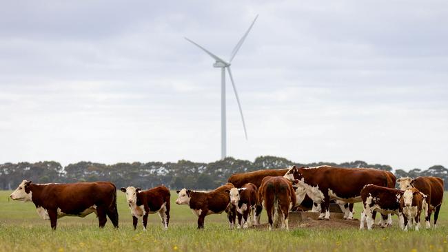 While Donald Trump says wind farms are 'driving the whales crazy', cows graze under the turbines at Hawkesdale.