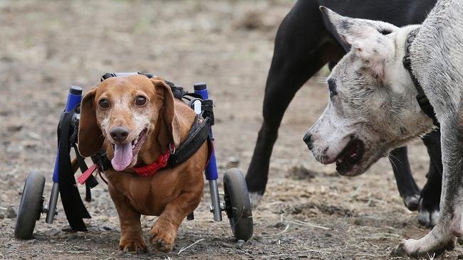 Nanook is making new mates as she gets used to her new set of wheels at Storybook Farm.