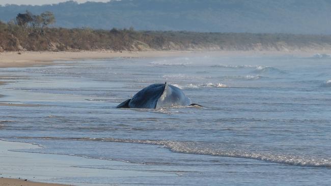 The dead whale washed ashore between Monday June 19 and Tuesday June 20, 2023.