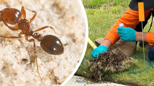 The invasive imported red fire ant has been detected in Northern NSW for the first time.