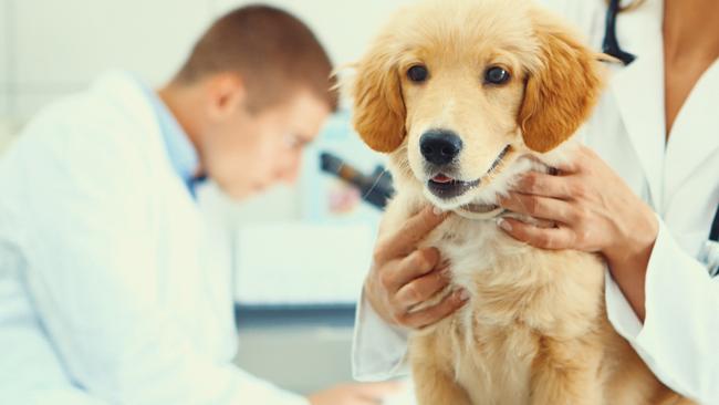 Veterinary receptionist is one job going in the Gympie region right now.