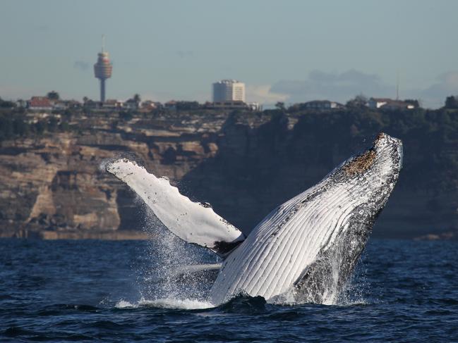 This year’s whale sightings started early. Picture: Jonas Liebschner