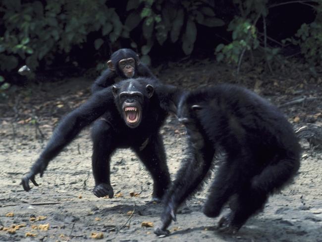 Dr Jane Goodall: Humans got warlike aggression from chimpanzees | news