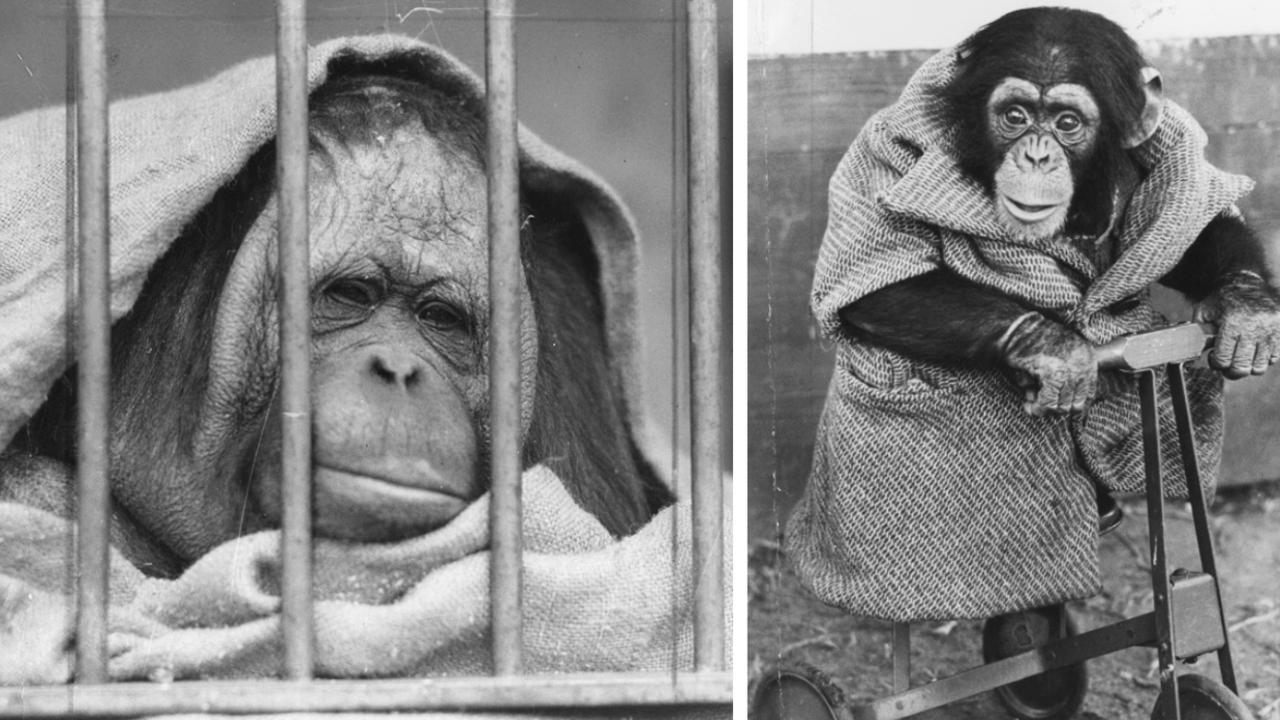 Melbourne Zoo animal escapes from the past | Herald Sun
