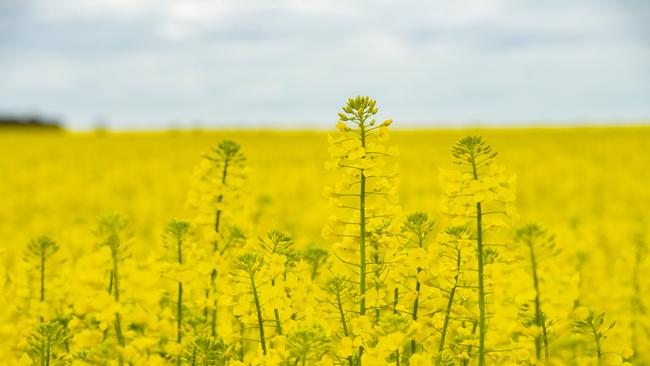 Australia's cropping industry is leading the way in national agricultural value production. Picture: Zoe Phillips