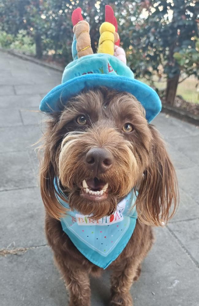 Charlie Chan: Alana Lucca's 2 year old Mini Labradoodle