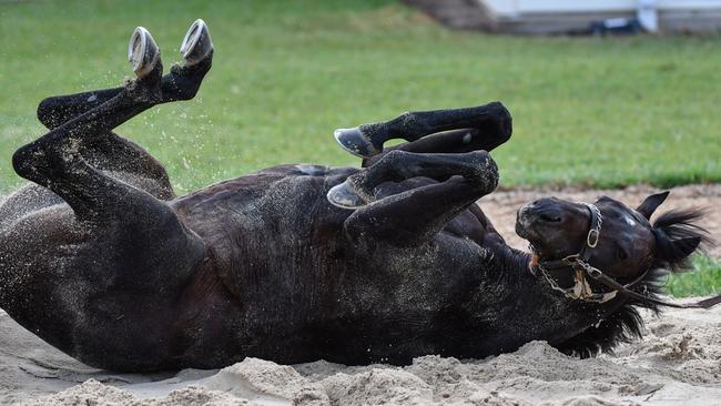 The Aidan O'Brien trained The Cliffsofmoher is seen having a roll in the sand after a Werribee trackwork session. (Photo by Vince Caligiuri/Getty Images)