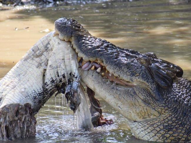 This croc was captured eating another during a cruise along the Yellow Water Cruise. Picture: Sidney Goram-Aitken