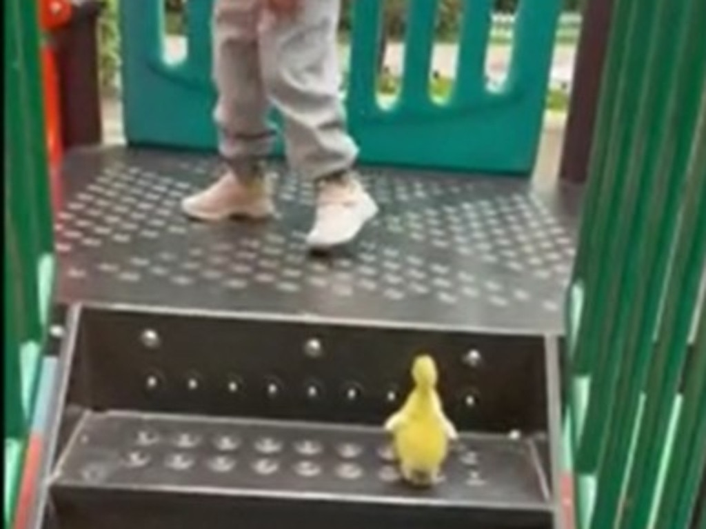 KIDS NEWS ONLY - DO NOT USE. This duckling accepts a playground invitation from a human friend to go down the slide and it makes for one of the sweetest videos we've seen. Picture: screengrab/Newsflare via Reuters Connect.