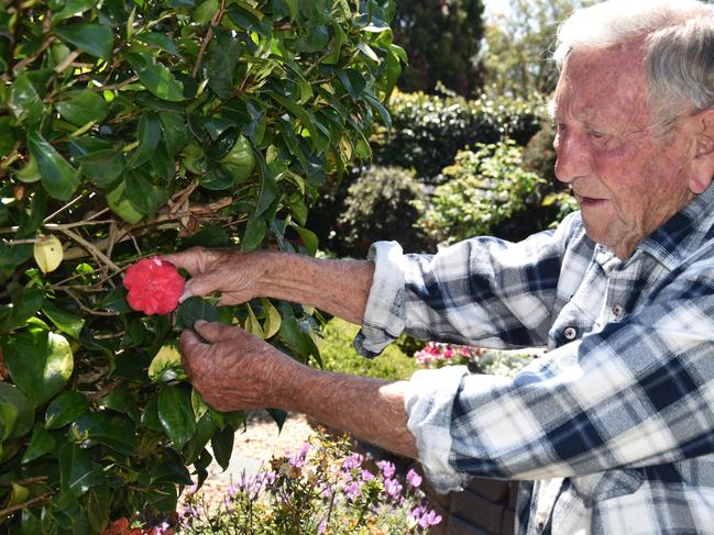 Les Stephson's late wife Fae had an eye for Camellia's, a treasured flower in his garden. Photo: Jessica Klein