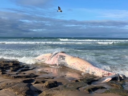 Beaches have been closed from Ocean Grove to Barwon Heads. Picture: Theo McCoy