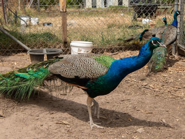 The Wallington Peacocks and got two back. Picture: Brad Fleet