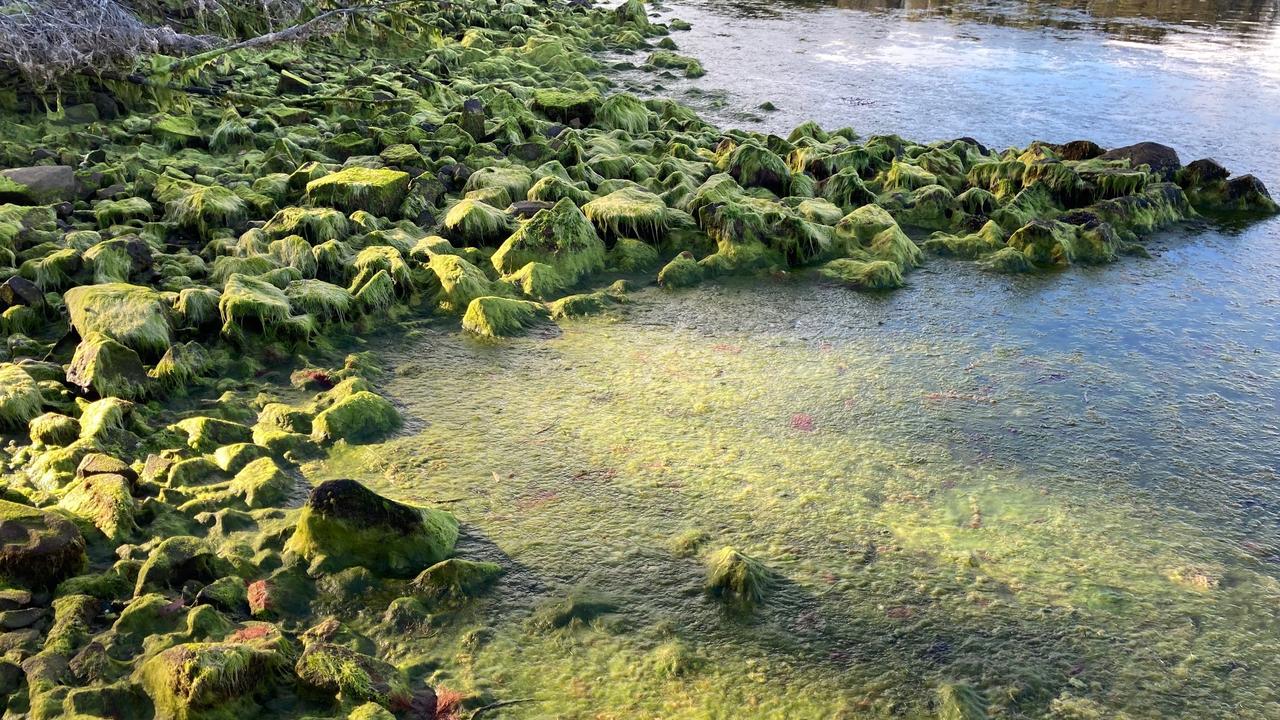 Algal blooms at Long Bay at Port Arthur on 21 October 2020. Picture: Christine Coughanowr.