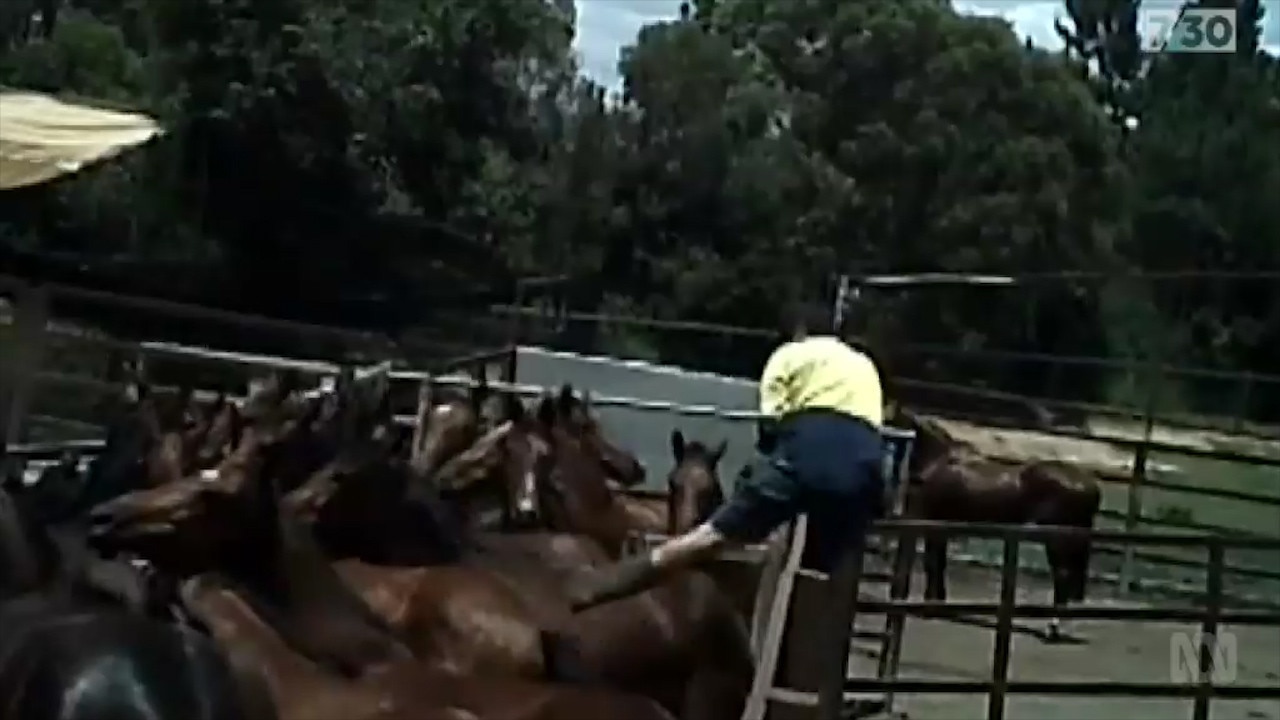 An abattoir worker kicks horses while they await their slaughter.