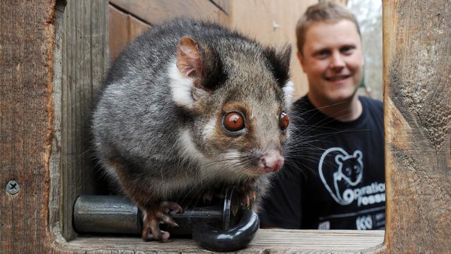 Dr Phil Roetman with a ringtail possum at Adelaide Zoo in 2008.