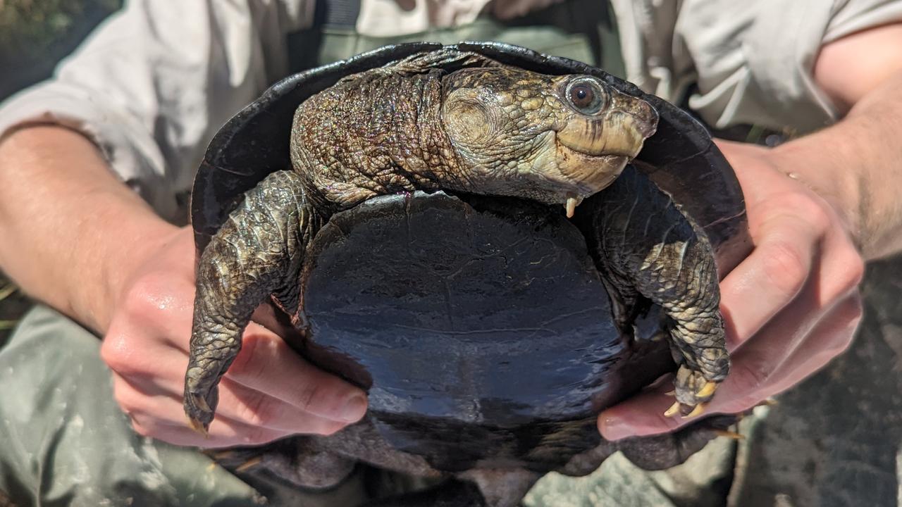 Mary River turtle threatens to sink $14bn Borumba Dam hydro hopes | The ...