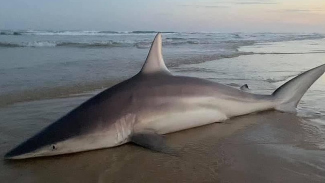 The 1.6m Australian blacktip shark caught by Mr Parkinson and his friends.