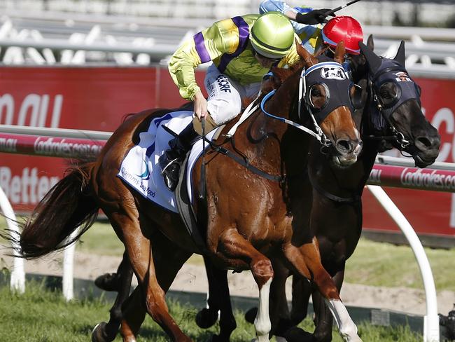 Flamberge gets the better of his rivals in the Oakleigh Plate. Picture: Michael Klein