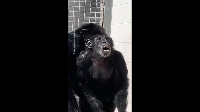 Chimpanzee Caged for Life Sees the Sky for the First Time | Herald Sun