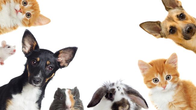 A pet frenzy during the pandemic has led to a shortage of vets. Picture: iStock