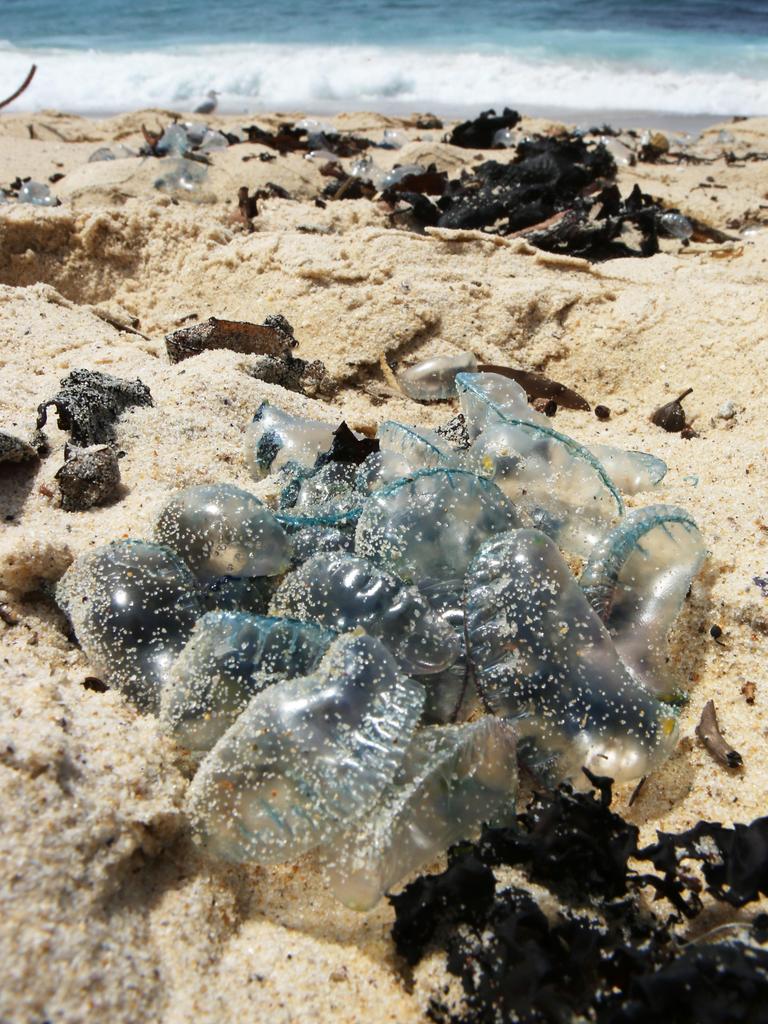 Bluebottle 'epidemic': thousands stung as record numbers swarm Queensland  beaches, Queensland
