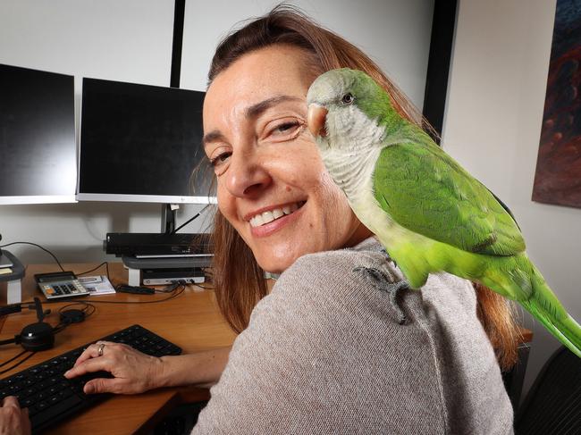 Yoshi the Quaker Parret on Vera Evdokimov's shoulder at pet friendly workplace Woollam Constructions, East Brisbane. Picture: Liam Kidston.