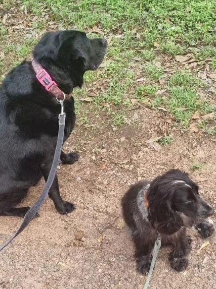 Waffie and Evie.