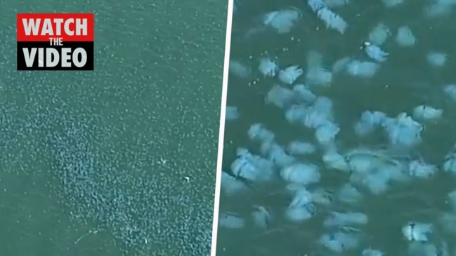 Jellyfish invade Brisbane waters (ABC)