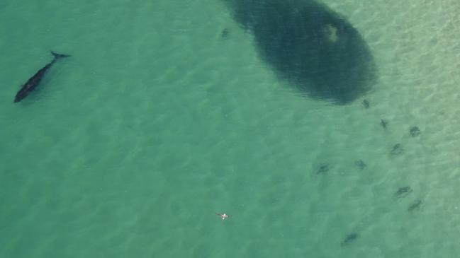 Hundreds of sharks spotted off NSW coast