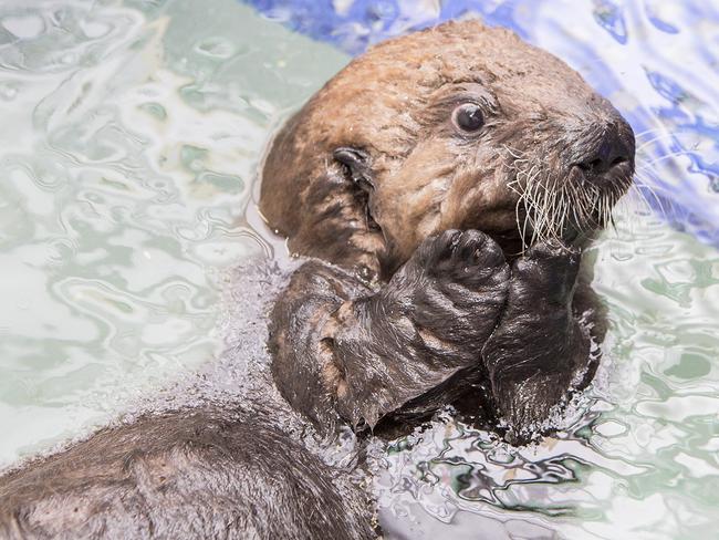 The endangered newborn is learning to swim at an aquarium. Picture: Brenna Hernandez/Shedd Aquarium