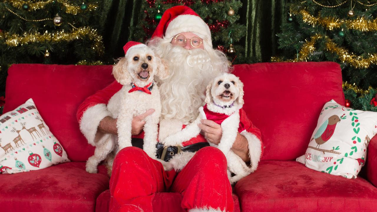 can santa give you a dog for christmas