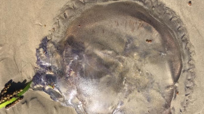 Giant jellyfish have washed up on the beach at Aldinga.