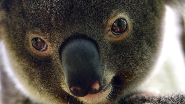 The petition says the removal of the TLPIs leaves koala habitat in parts of the region unprotected from development.