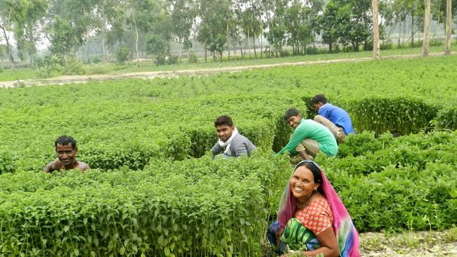 Mint farmers in India.