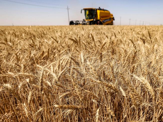 TOPSHOT - A harvester operates in a centre-pivot irrigated wheat field in the Karbala Agricultural City megaproject, in reclaimed desert land about 40 kilometres south of Iraq's central city of Karbala on May 14, 2024, during the project's first wheat harvest season. (Photo by AHMAD AL-RUBAYE / AFP)