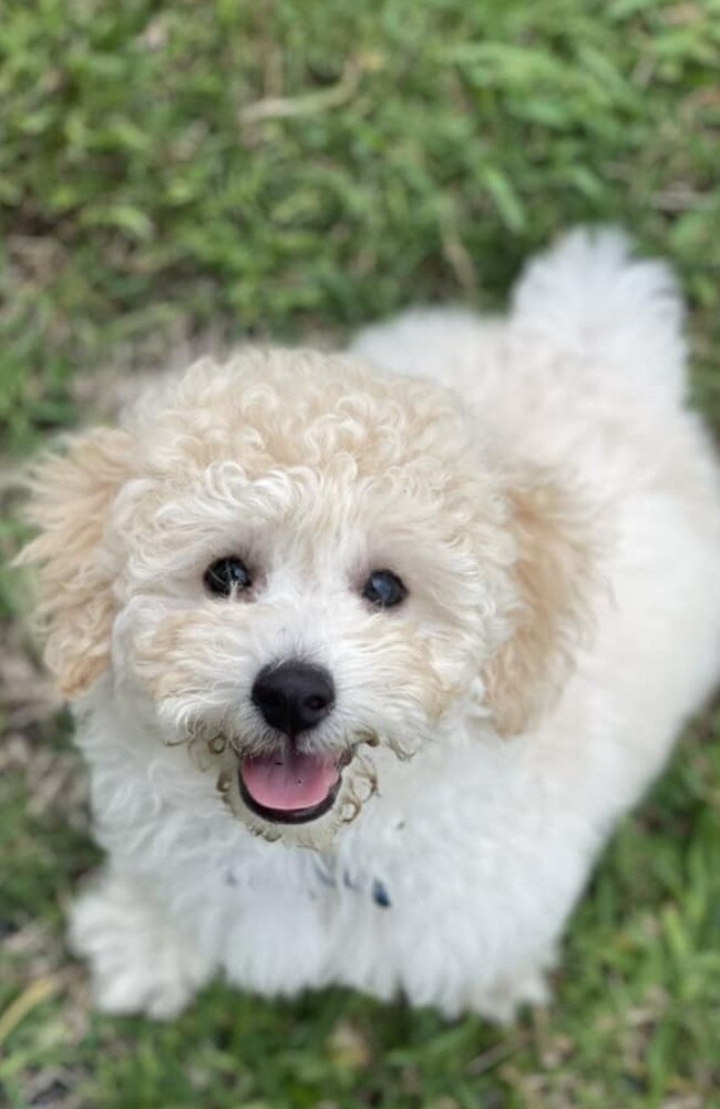 200+ of Mackay’s cutest puppies | 2024