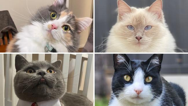 Four of the leaders in the search for SA's cutest cat. Pictures: Supplied