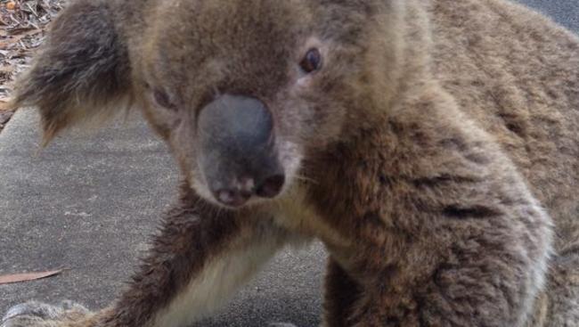 A koala nursed back to health by Matt Watrach after he found it wandering backwards in a dazed, malnourished state in Coomera Waters bushland.